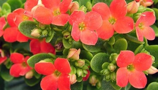 Kalanchoe for the treatment of chronic prostatitis